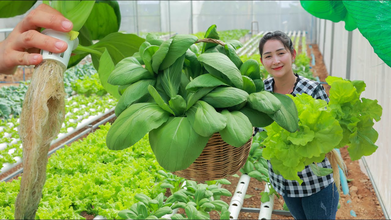Have you ever see hydroponic in your place? Frist Bok choy hydroponic grow and cook noodle recipe