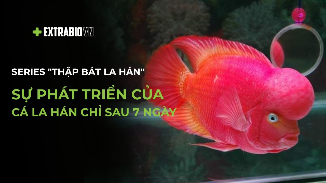 CÁ CHUYỆN | SERIES 