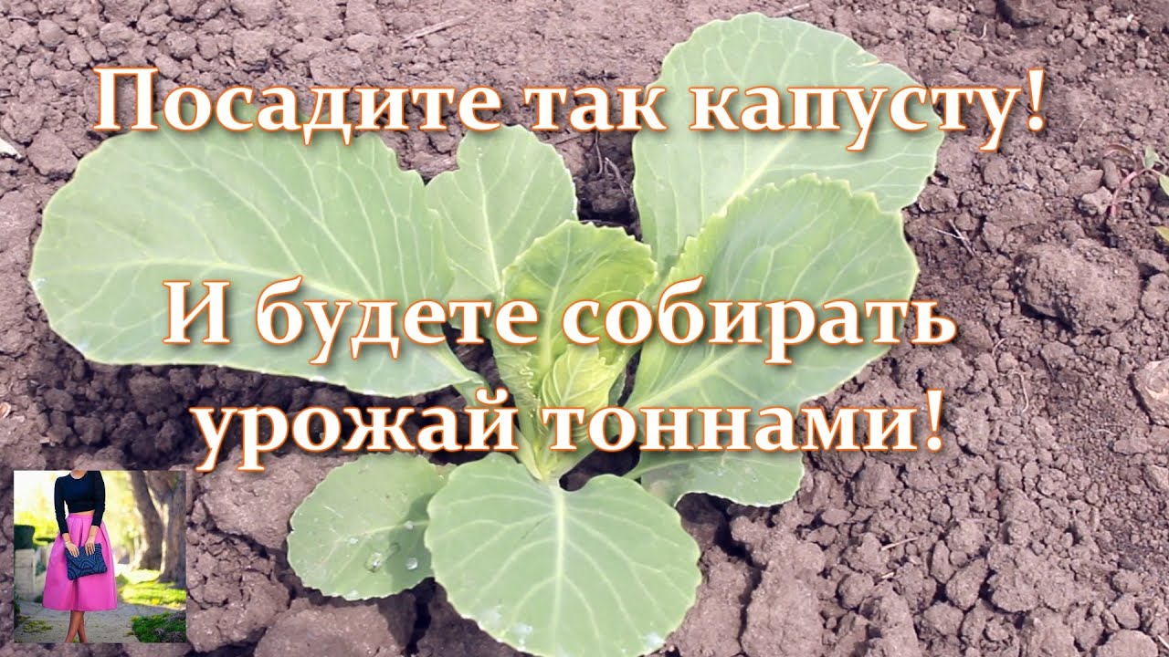 Посадка капусты в открытый грунт: когда сажать и сеять капусту - рассадный способ, капуста из семян