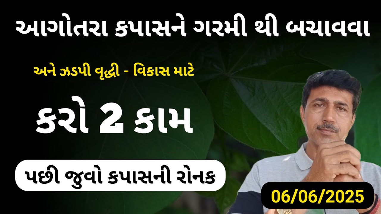 આગોતરા કપાસ ના ઝડપી વૃદ્ધિ વિકાસ અને ગરમીથી બચાવવા કરો 2 કામ | કપાસ ની ખેતી | Haresh Bera