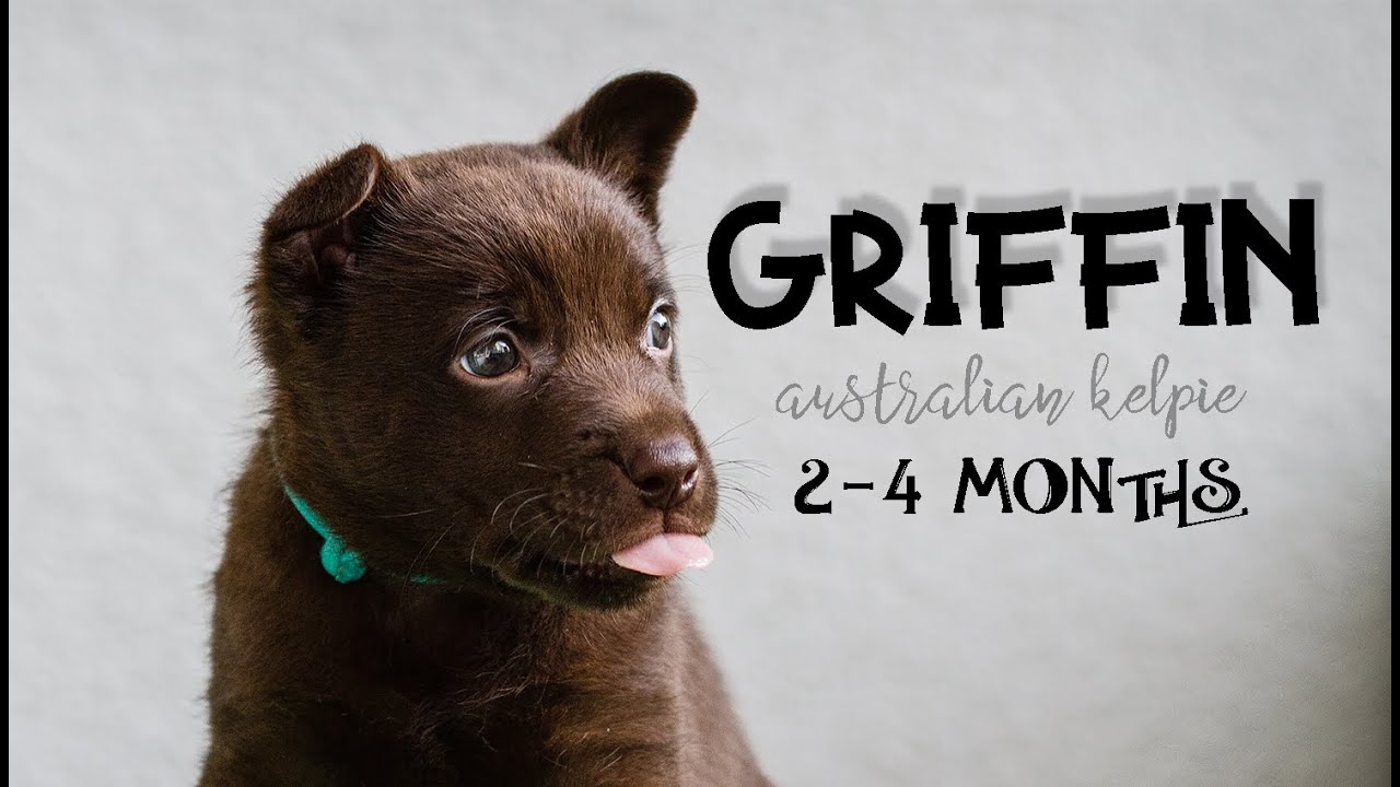 🔥GRIFFIN  ~ AUSTRALIAN KELPIE ~ 2-4 months🔥