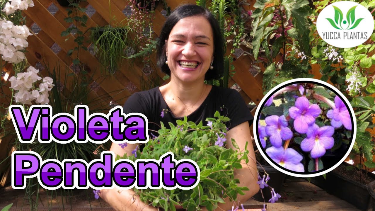 Violeta Pendente! A linda Streptocarpus saxorum!