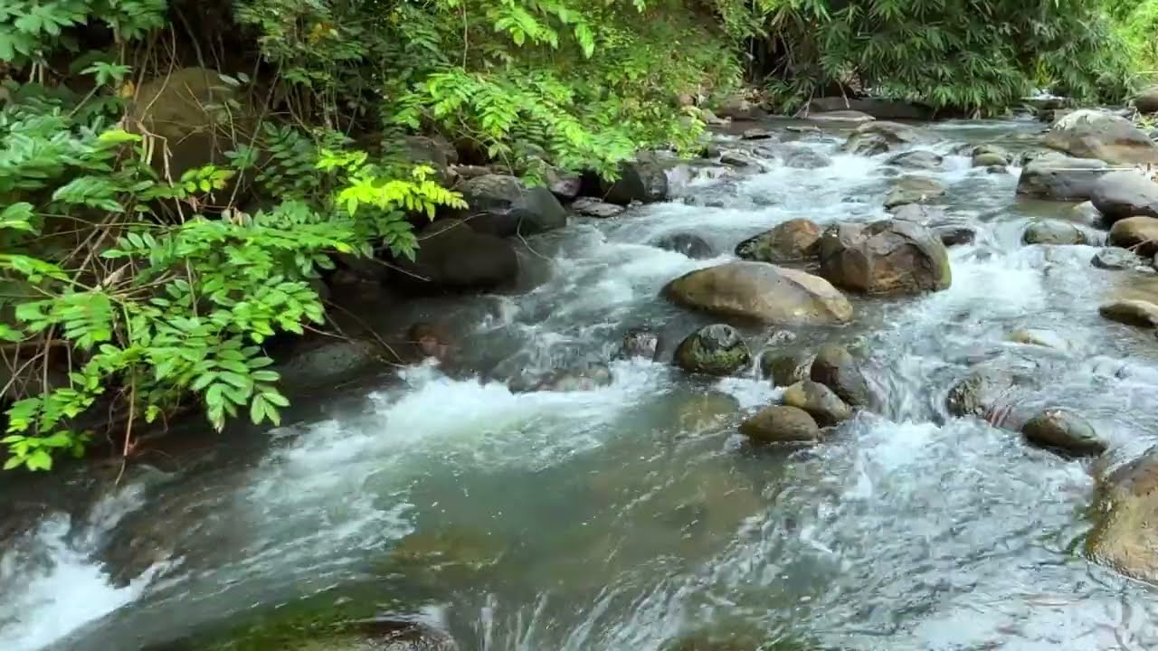 Powerful River Sounds in the Forest | Instant Relaxation & Stress Relief