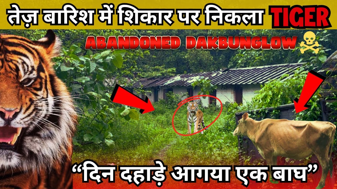 दिन दहाड़े TIGER निकला शिकार पर | Abandoned Dakbunglow | CORBETT TALES 