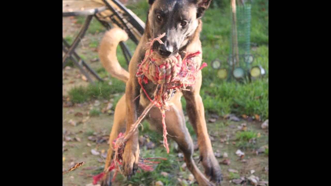 Aux chiens de la SPA de Vaux le pénil