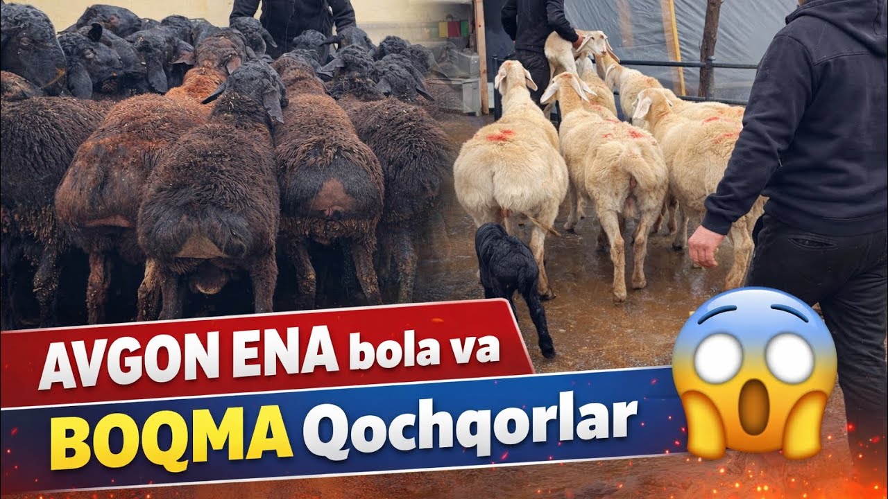 AVGON SOVLUQLAR va Qochqorlar keldi 