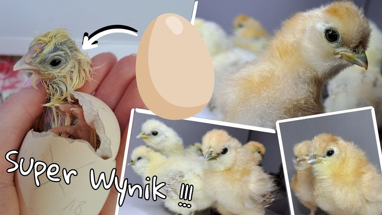 Inkubacja jajek od moich silek