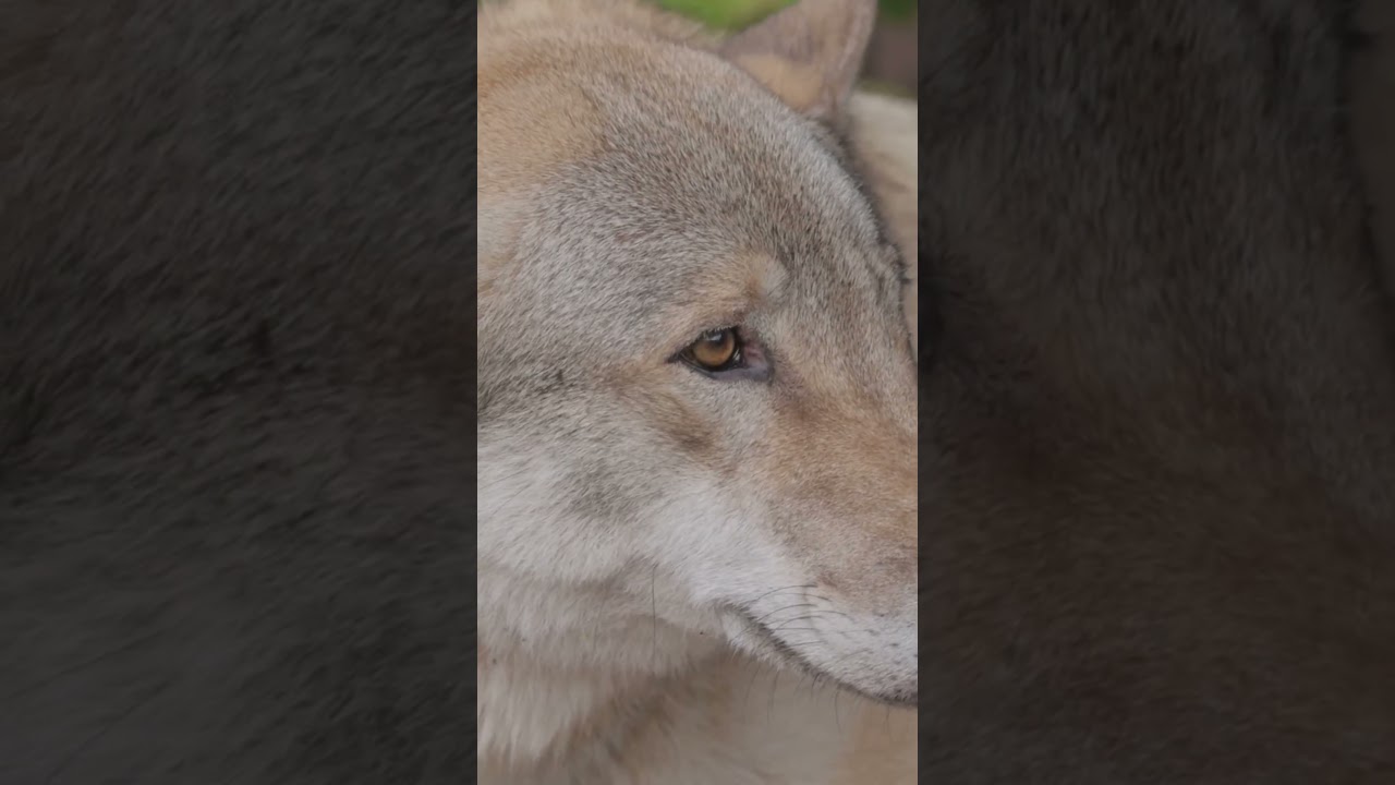 Blasting AC/DC & Scarlett Johansson: The New Way to Save Wildlife?
