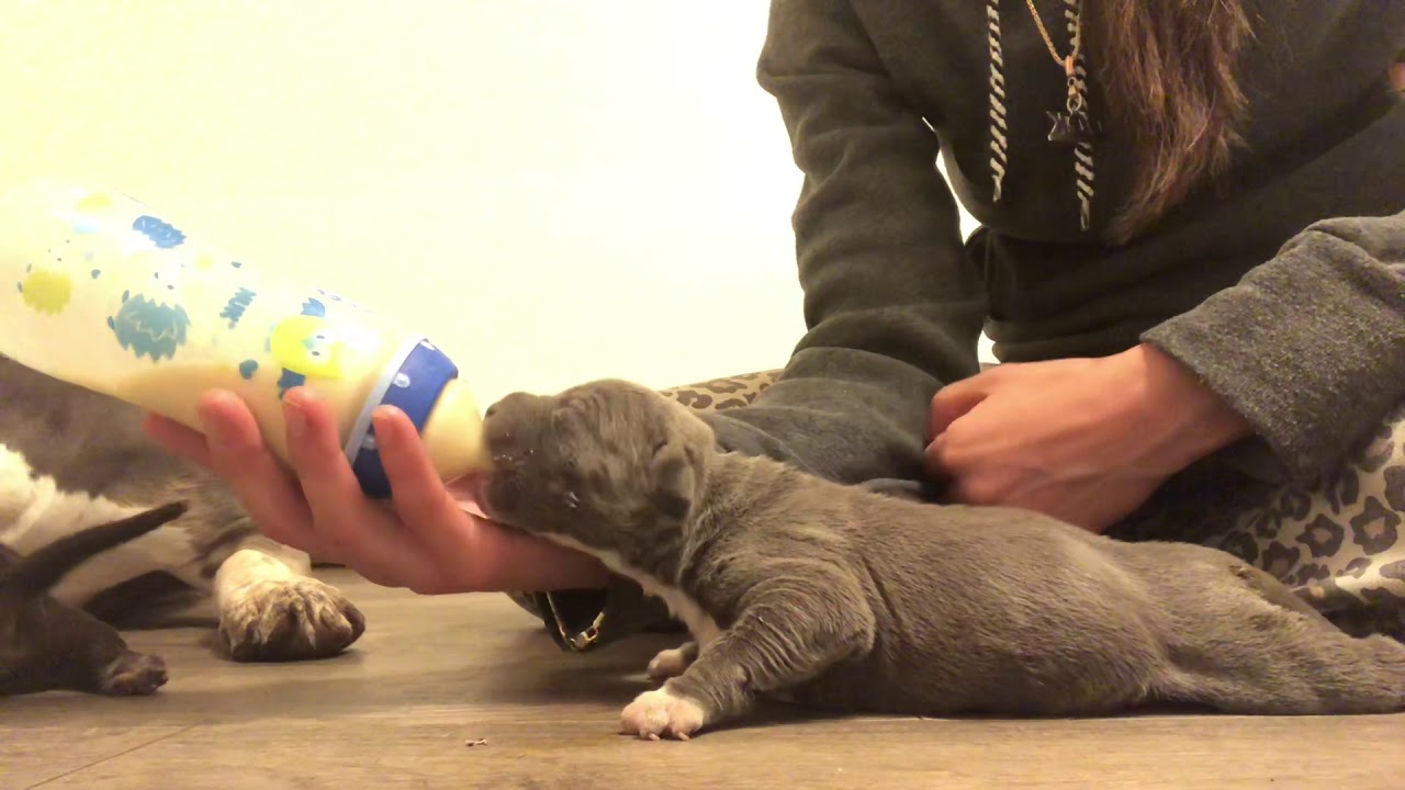 Bottle feeding 10 day old puppies