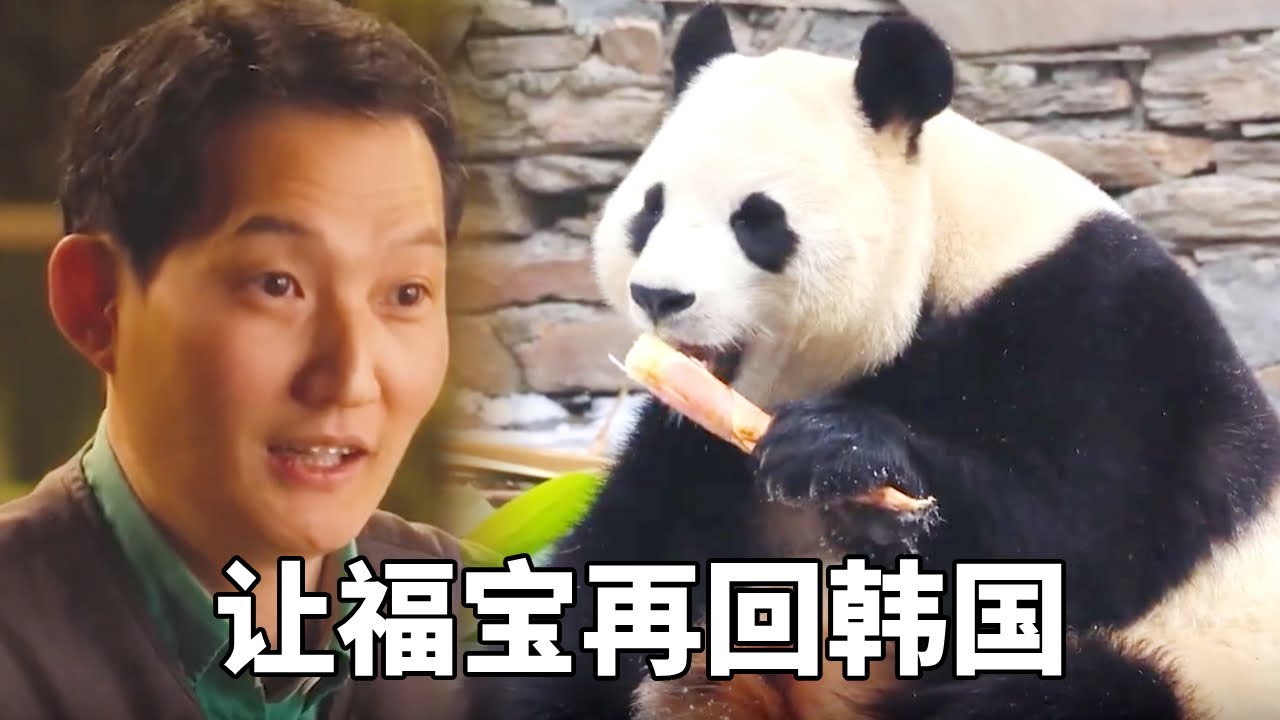 韩国光州市动物园再次传来大事儿，让福宝回韩国的消息，再次被推到一个新的议论氛围！#大熊猫爱宝#蛙探#熊猫#国宝