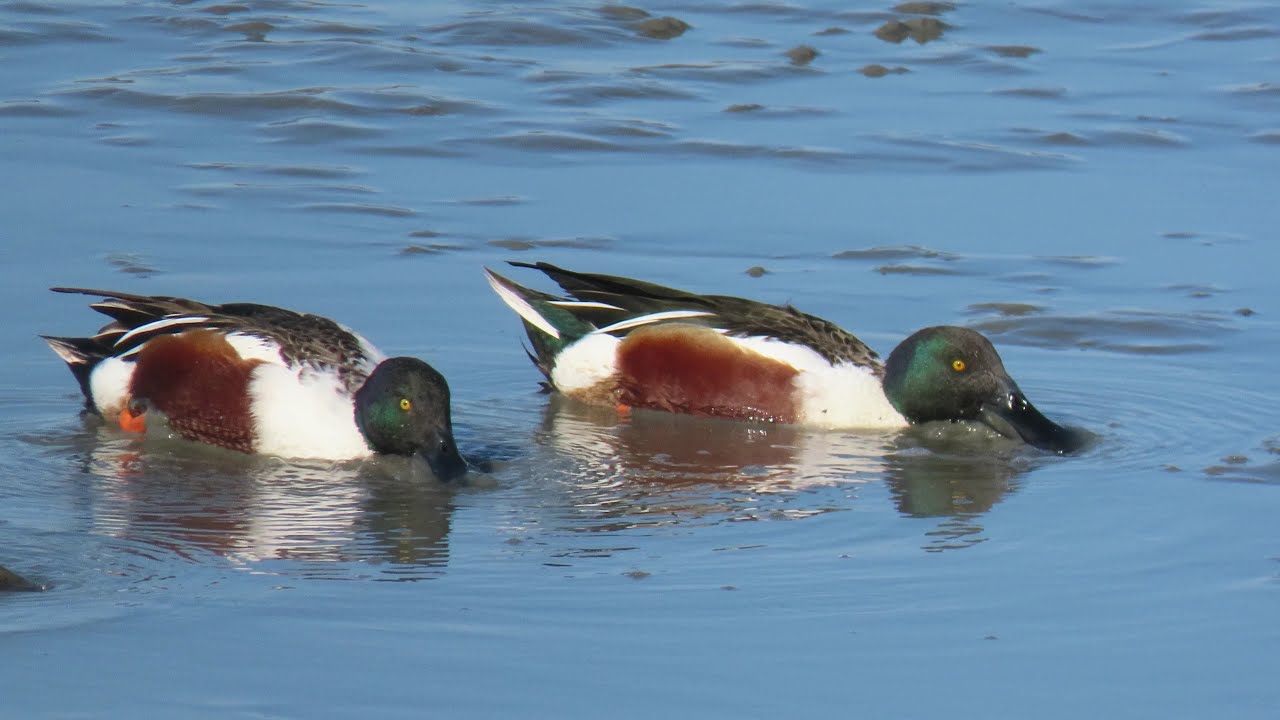 Northern Shoveler - good use  of bill