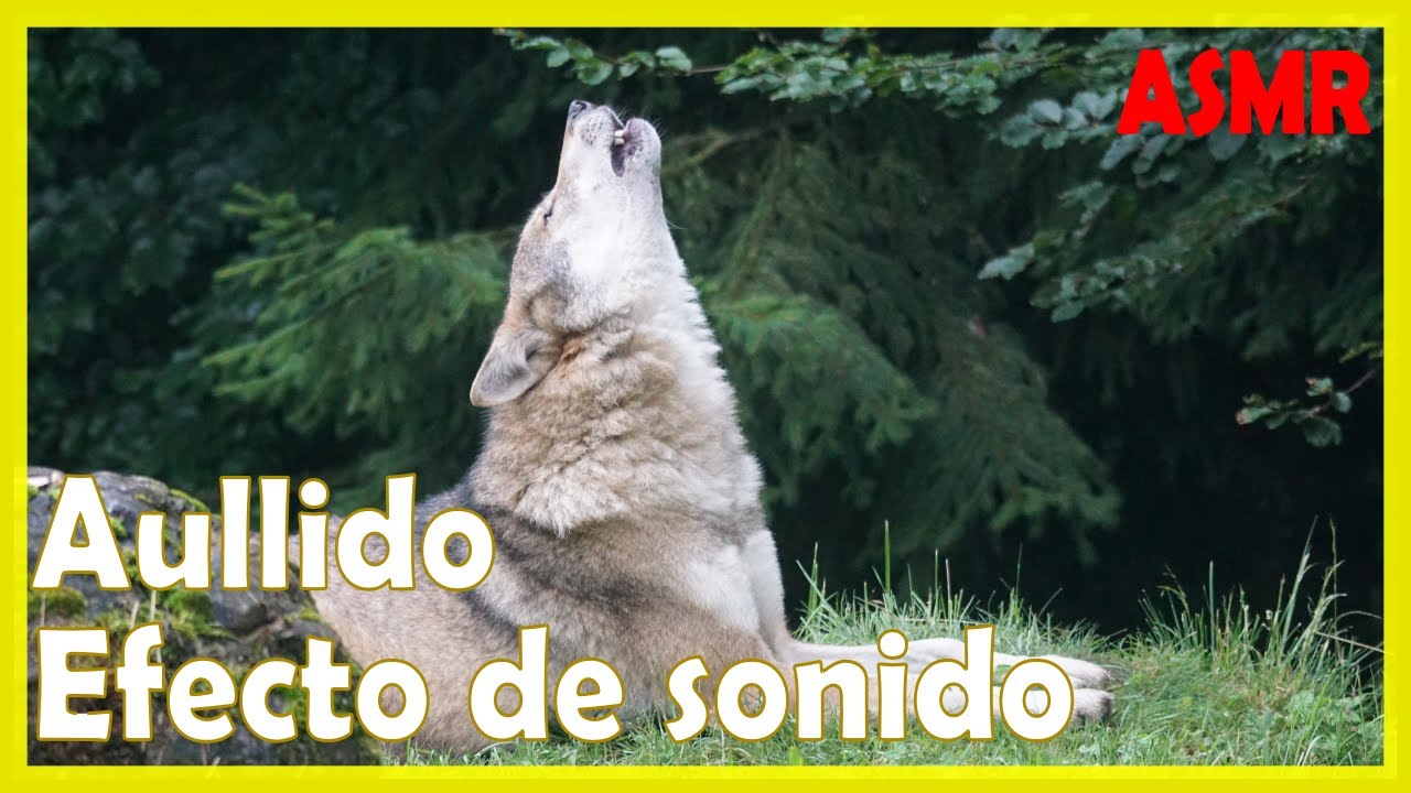 🐶 Sonido de PERRO AULLANDO Fuerte 🐕&zwj;🦺 Efecto de sonido AULLIDO 🎧 ASMR