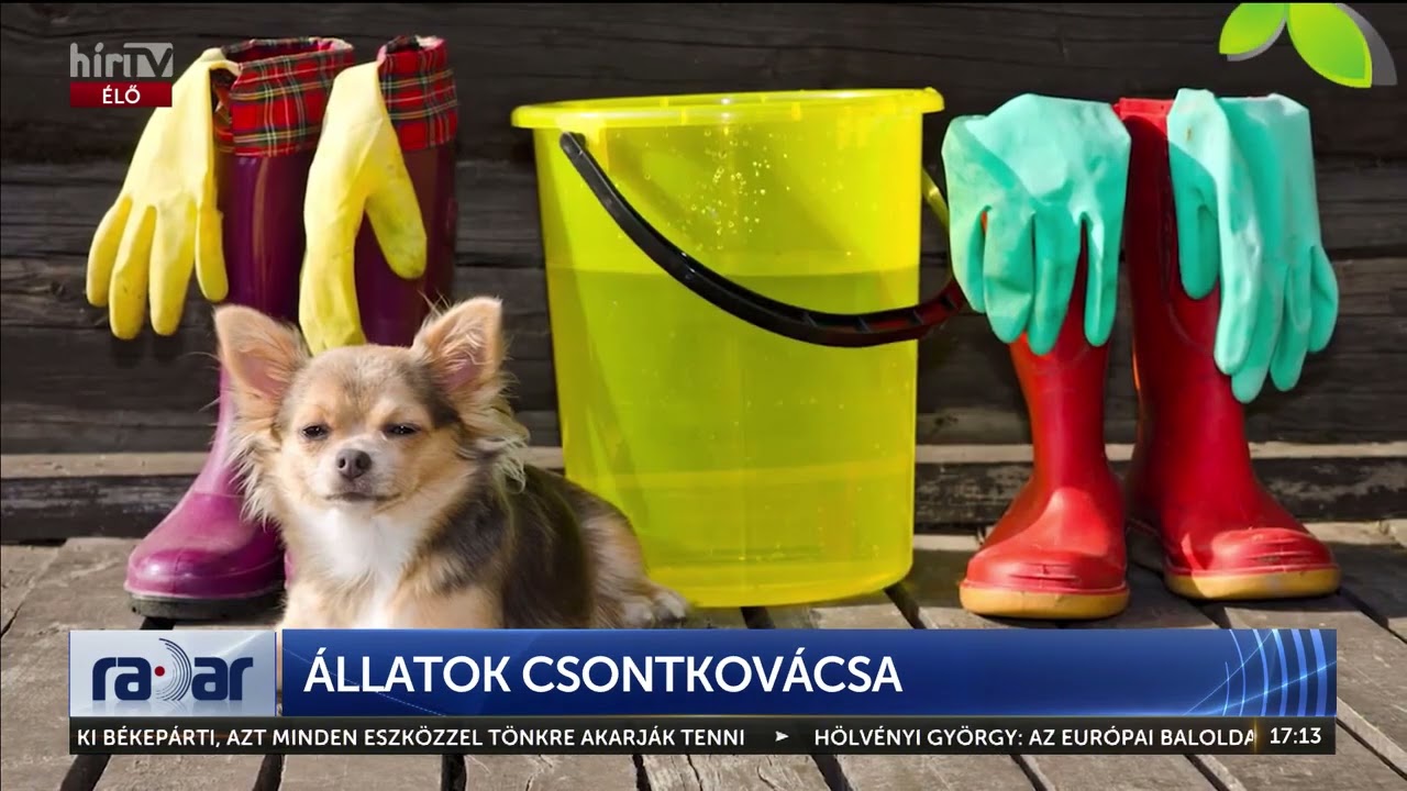 RADAR - ÁLLATOK CSONTKOVÁCSA - HÍR TV