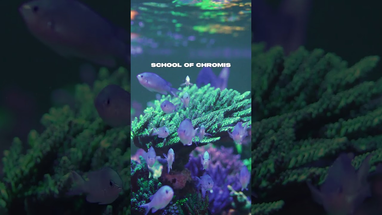 Chromis Where The Heart Is