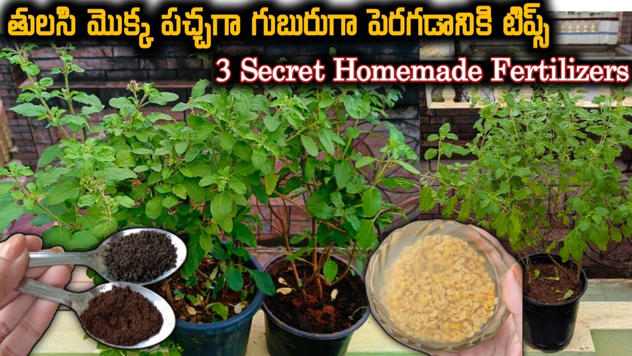 తులసిమొక్క గుబురుగా పచ్చగా పెరగాలంటే ఈ Fertilizers ఇవ్వండి|Tulsi plant growing tips in telugu #tulsi