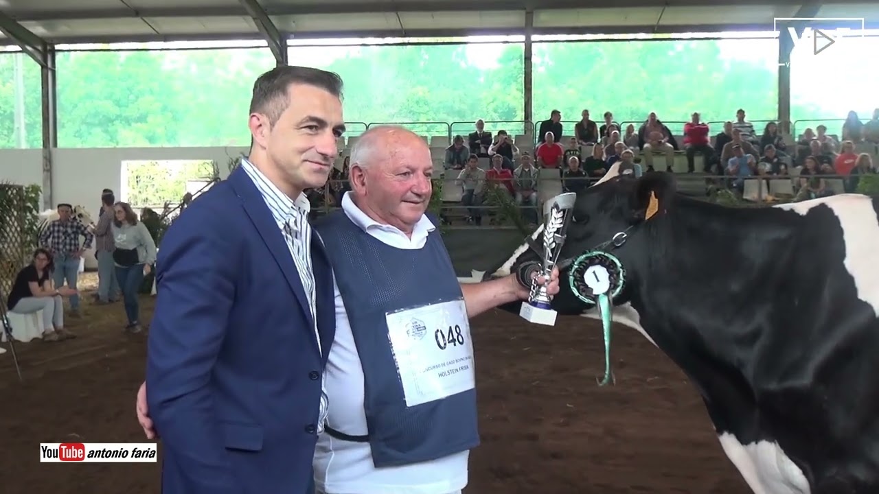 Concurso Vacas leite 3 a 5 anos Holstein Frísia 2022 Feira Agrícola Ilha Faial