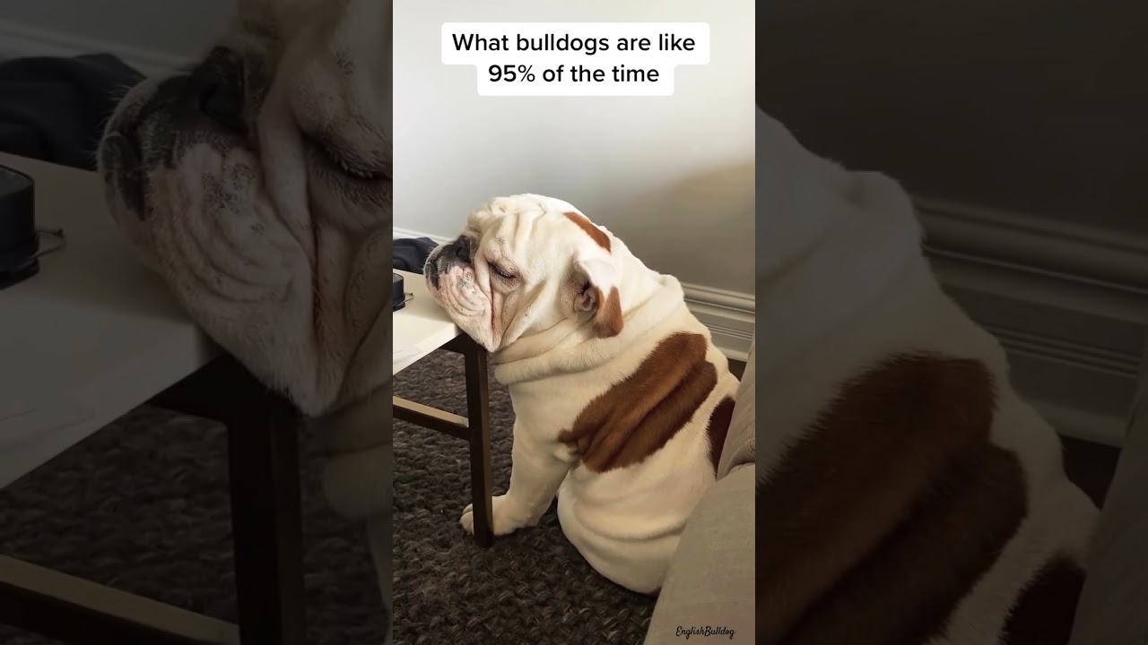 |English Bulldog| What is it like having a #bulldog 🐕✨️ #shorts