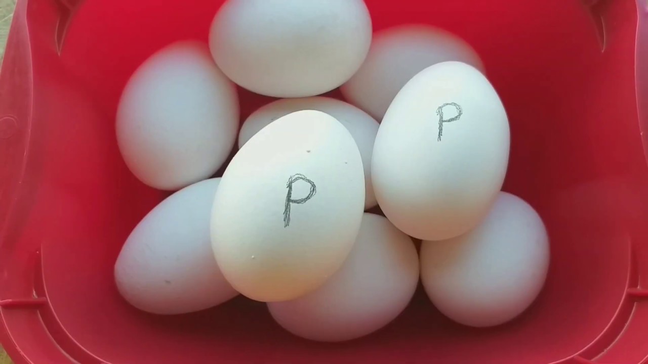 Pasturizing Eggs Without Thermometer
