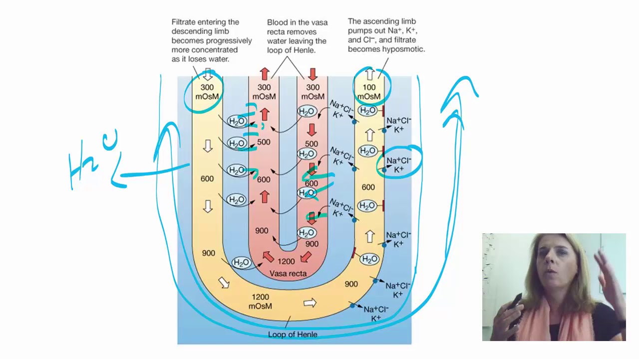 Urine concentration and dilution