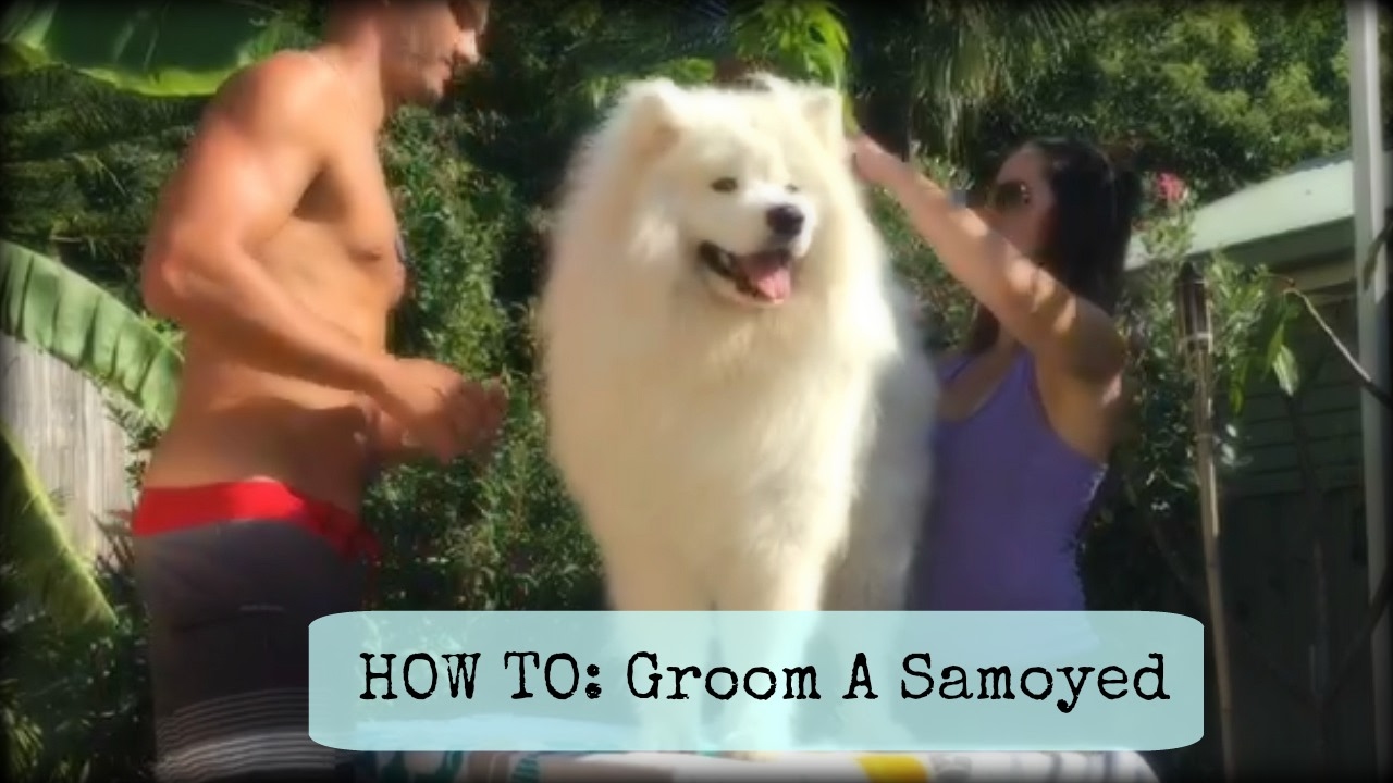 How To: Groom A Samoyed (step-by-step)