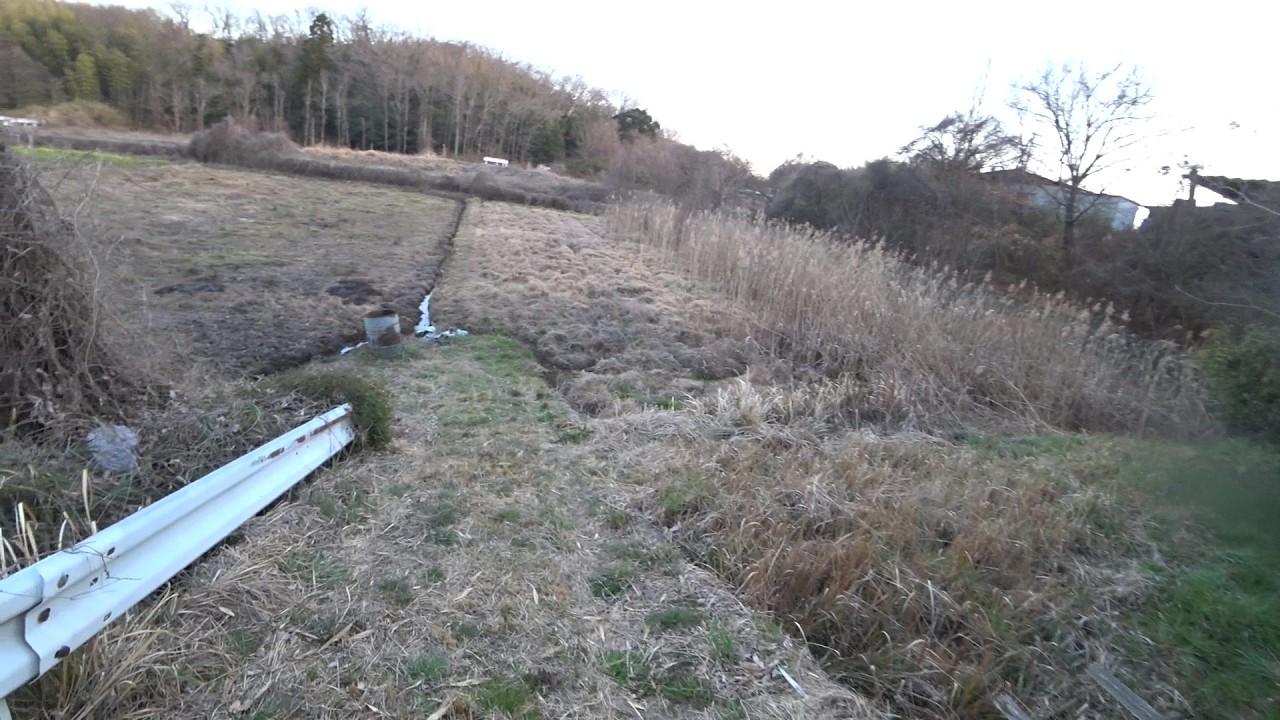Nature Wonderland; going to a familiar wetland to confirm there was no target tadpole there 20260316