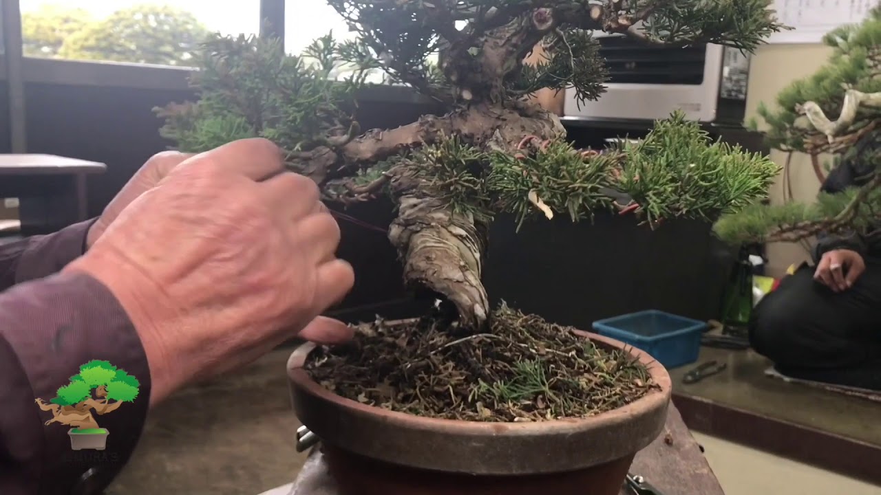 Pruning and wiring by Masahiko Kimura Part 3