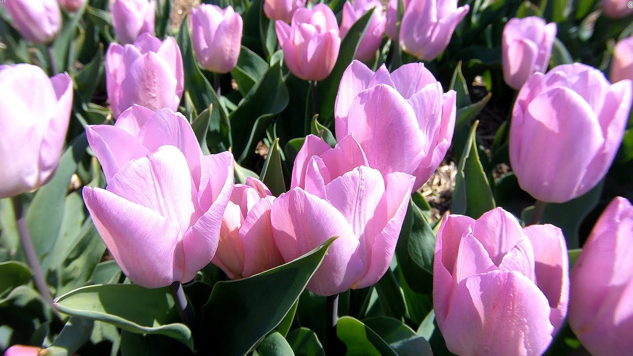 Tulipaner i Fole  - 4K HEVC H.265 2160p 50Fps -