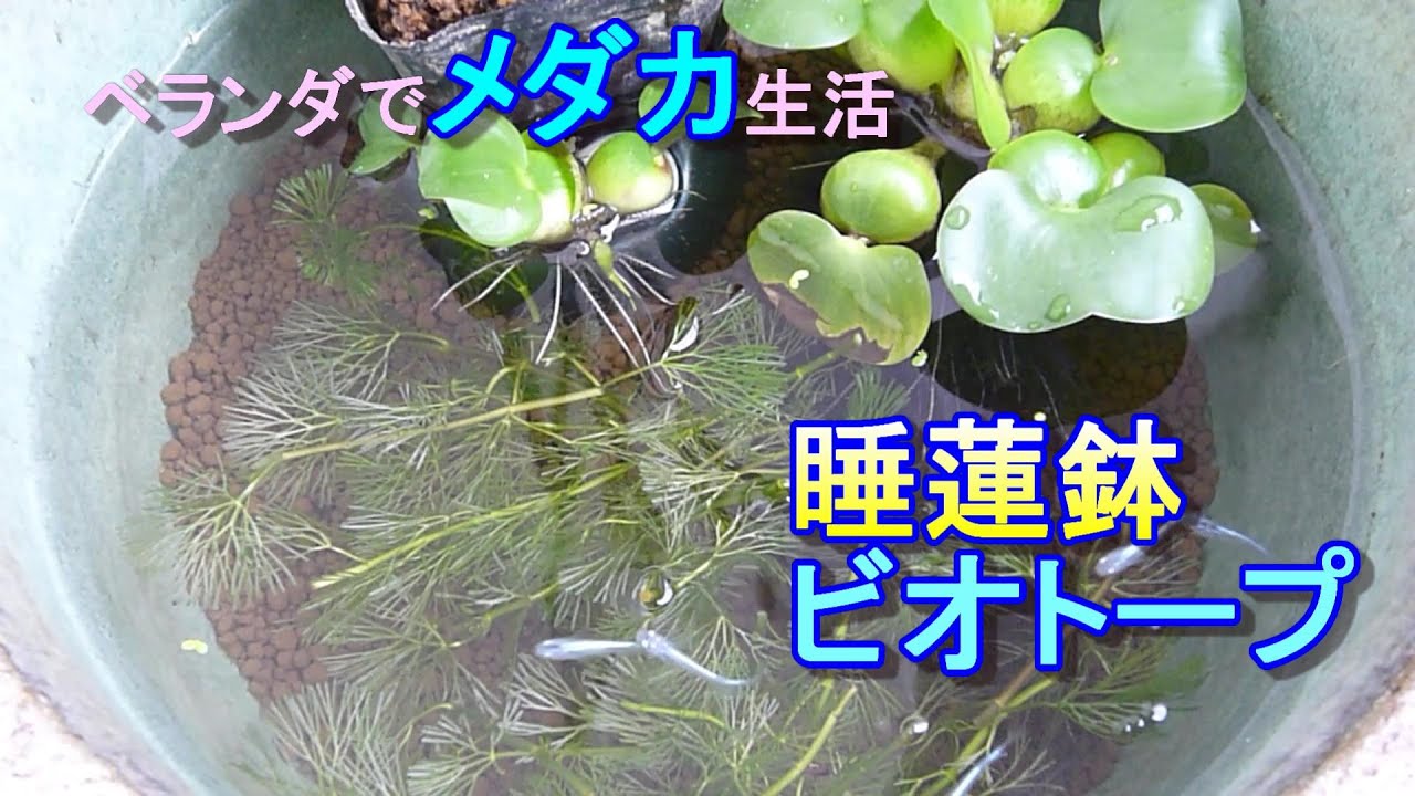 【メダカ睡蓮鉢】ベランダで念願のメダカを飼いたい！ビオトープの立ち上げをしてみた