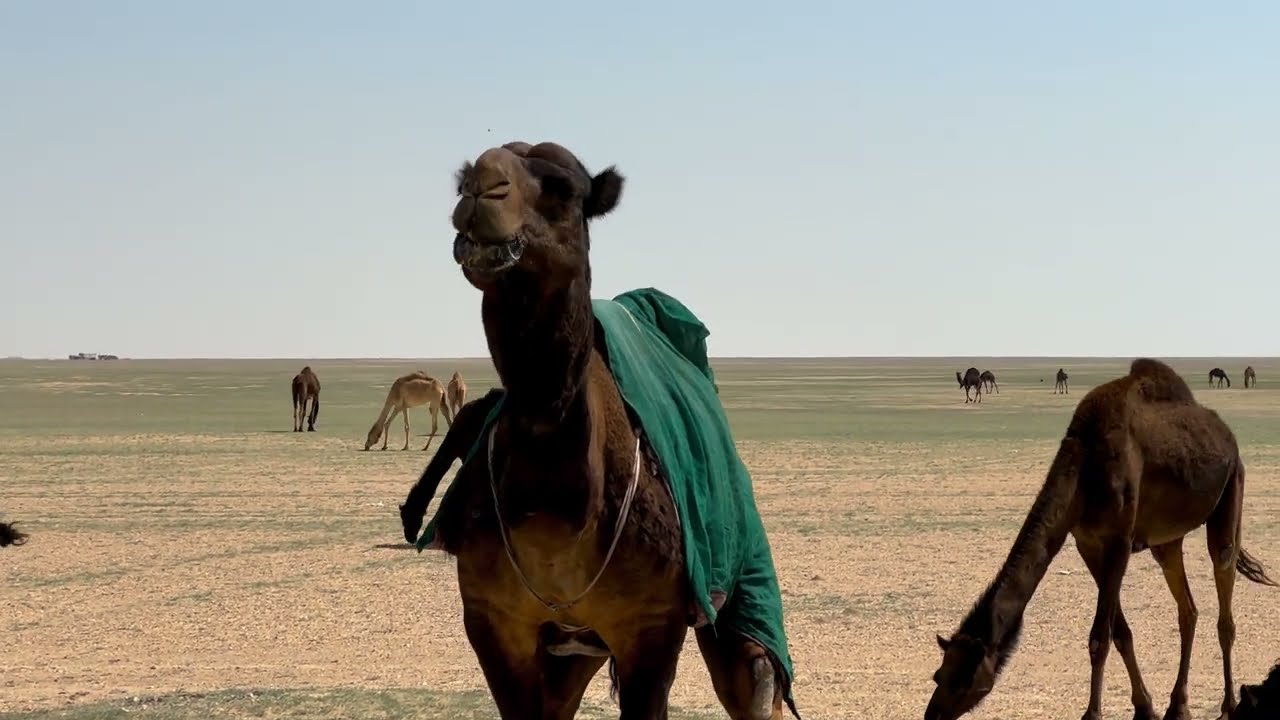 الأبل على طريق النعيرية وقرية العليا والكويت Camels on the road to Nairyah and the village of Olaya