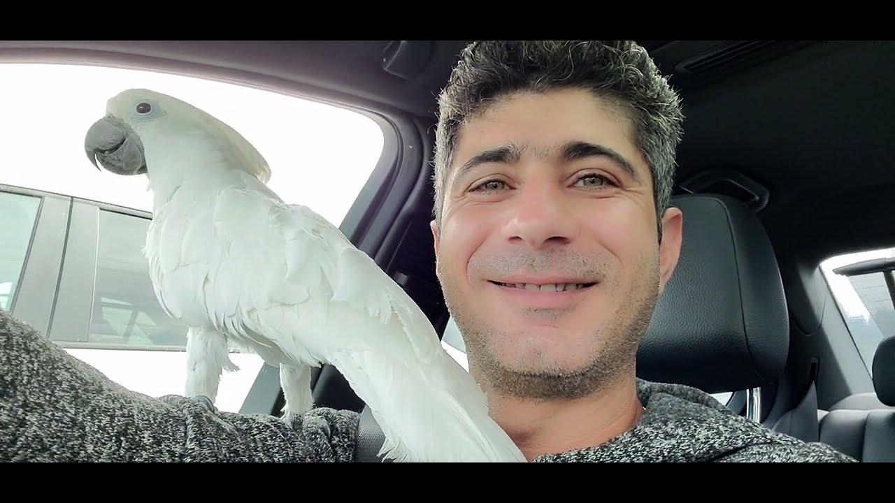 The cockatoo that he's ready to order in drive thru😆 I think he said I want to order 🤣🤣🤣