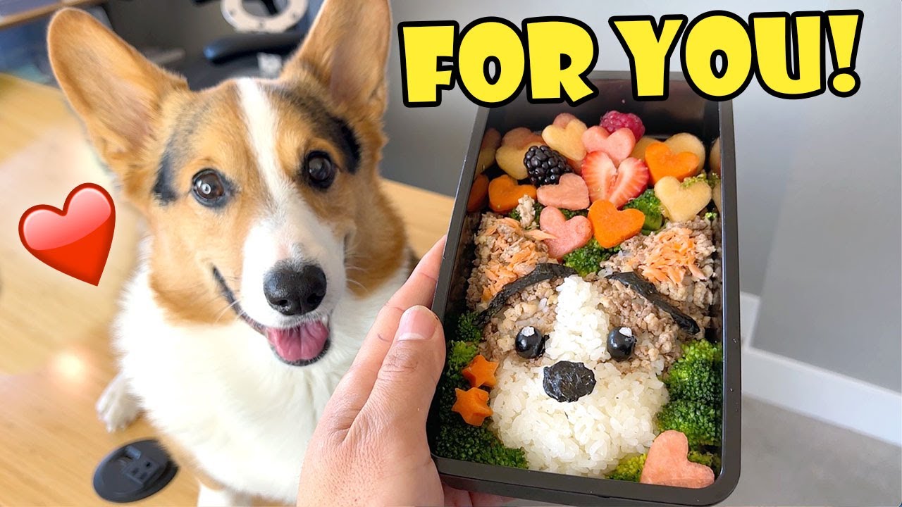Сюрприз от CORGI'S BENTO Box — подходит для собак || Жизнь после колледжа: Эпизод 727