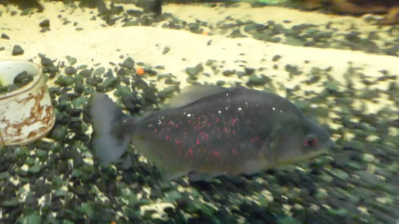 Черная пиранья (serrasalmus rhombeus)