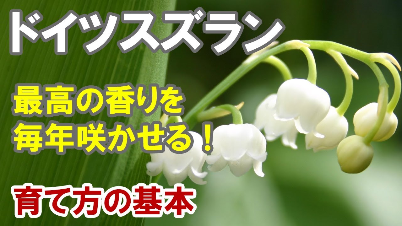 ドイツスズランの育て方　意外と簡単！植えっぱなしでも毎年咲いちゃう！