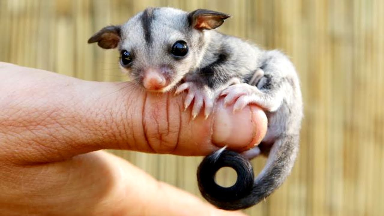 Cute Sugar Glider Videos 😍 Sugar Gliders Are Awesome