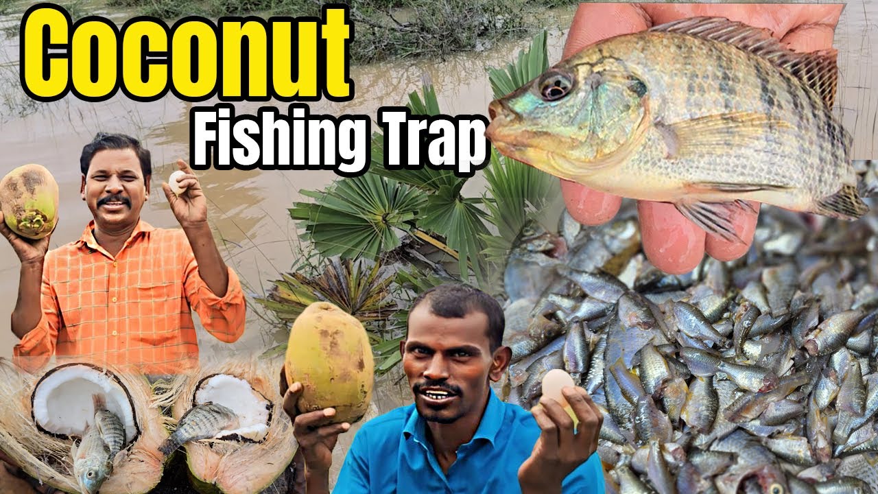 இளநீர்க்குள் மீன்🥥🐟-வித்தியாசமான பொருளை வைத்து மீன் பிடித்து காணொளி💥|Fish Curry - Coconut Fish-Trap