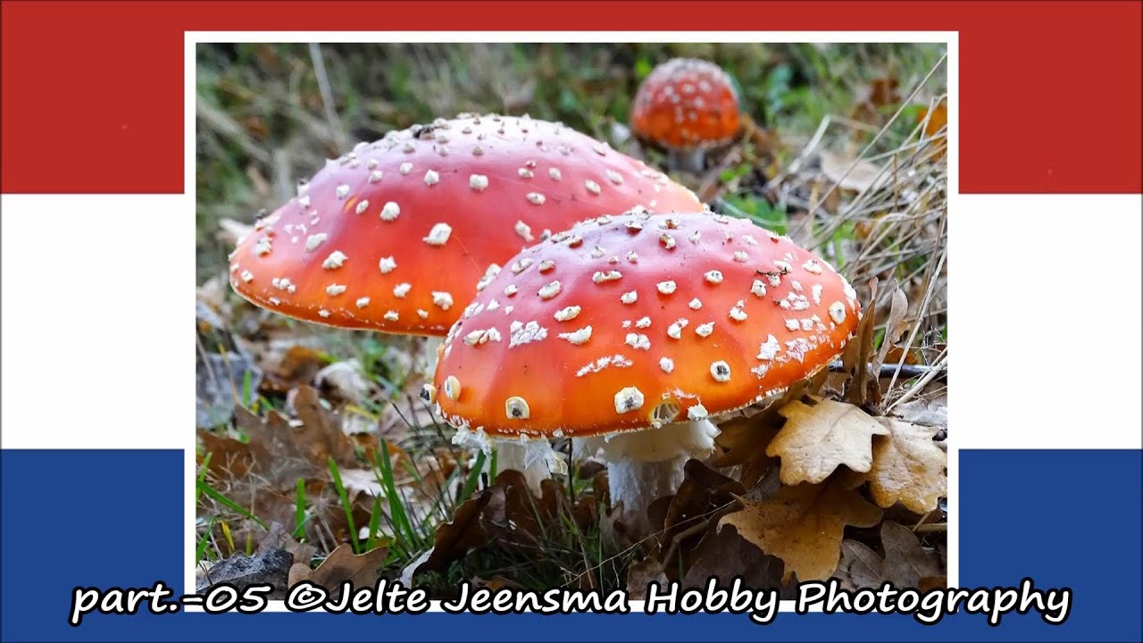 part.-05 &copy;Jelte Jeensma Hobby Photography