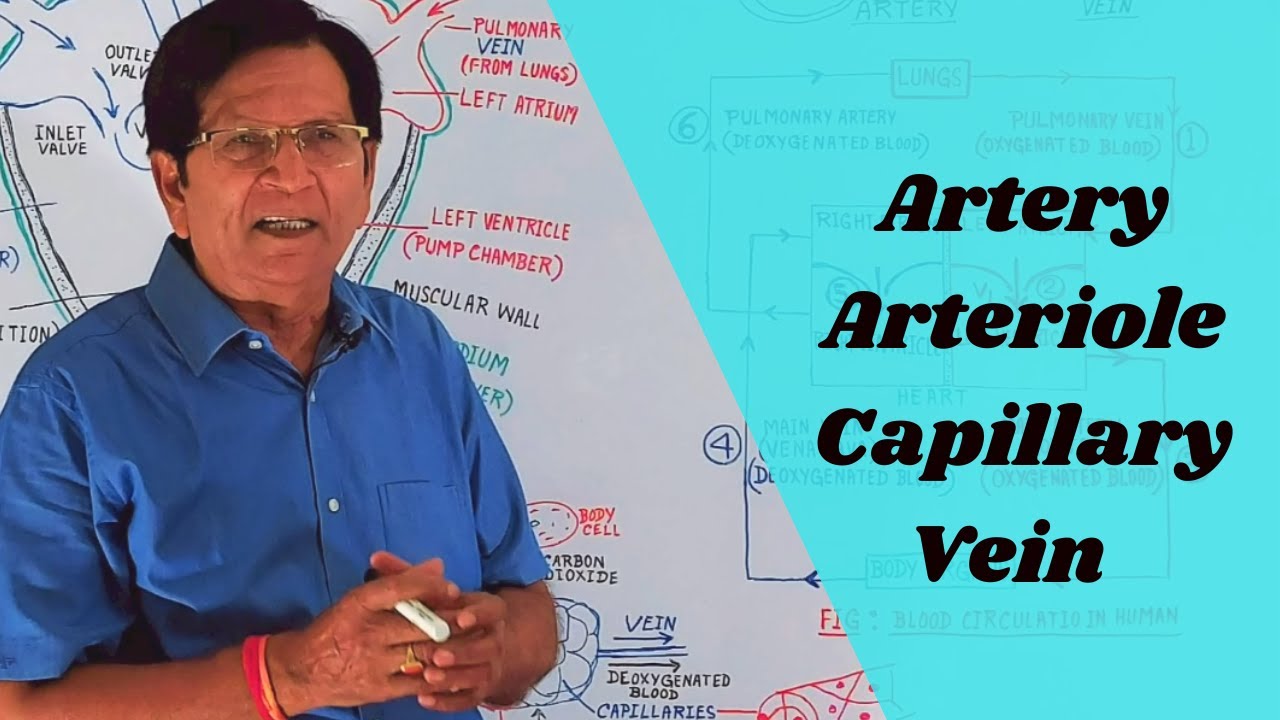 What Are Arteries, Arterioles, Capillaries & Veins? || Grade 10 Biology