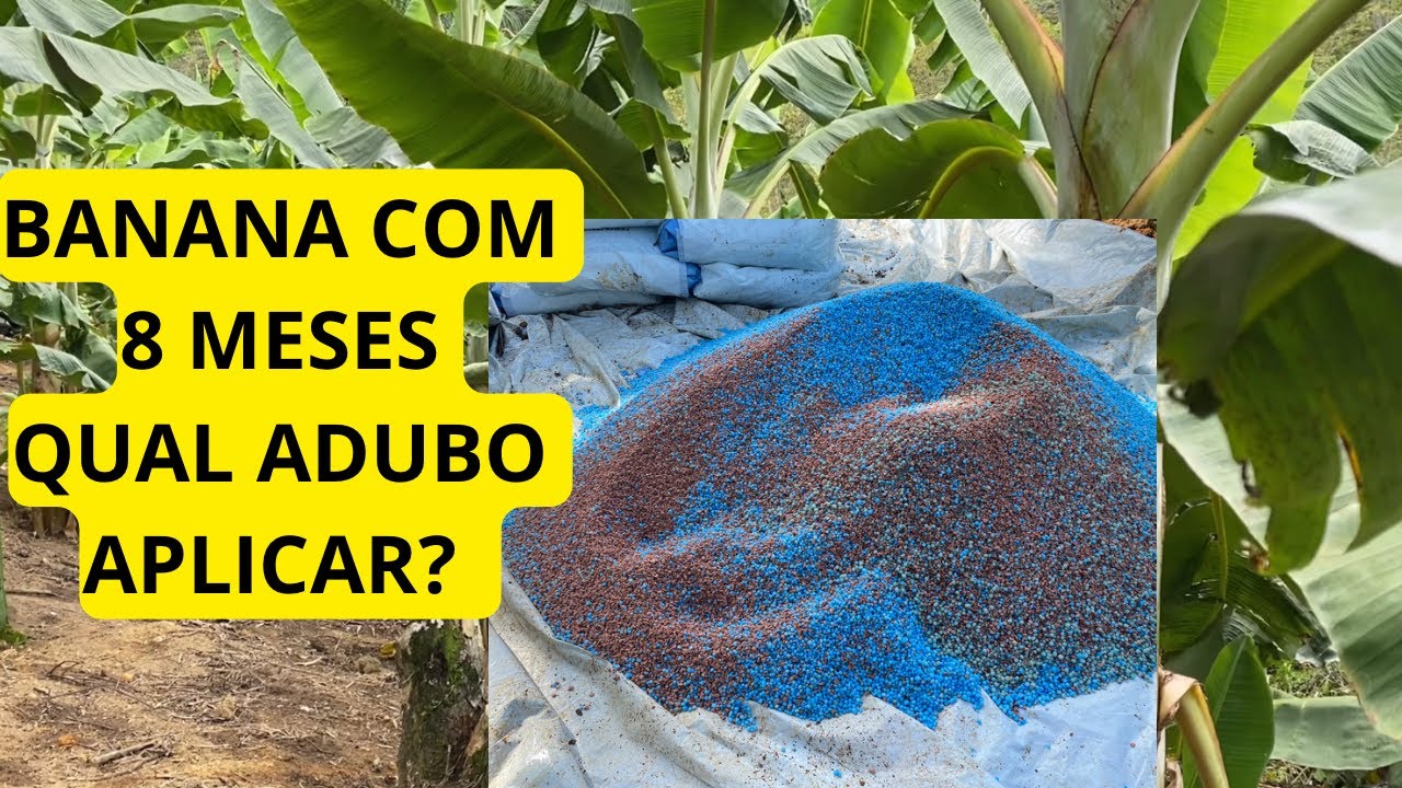 PLANTIO DE BANANA COM 8 MESES |  COMO ADUBAR BANANA DA MANEIRA CERTA | ADUBAÇÃO CERTA PARA BANANA