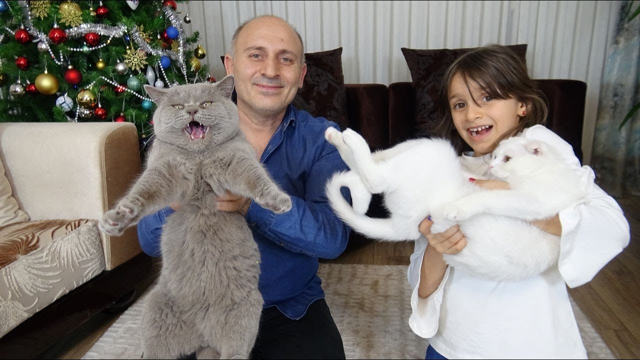 Evimize Dev Kedi Geldi! Lina'ya Ve Pamuk Dorin'e Büyük Sürpriz!