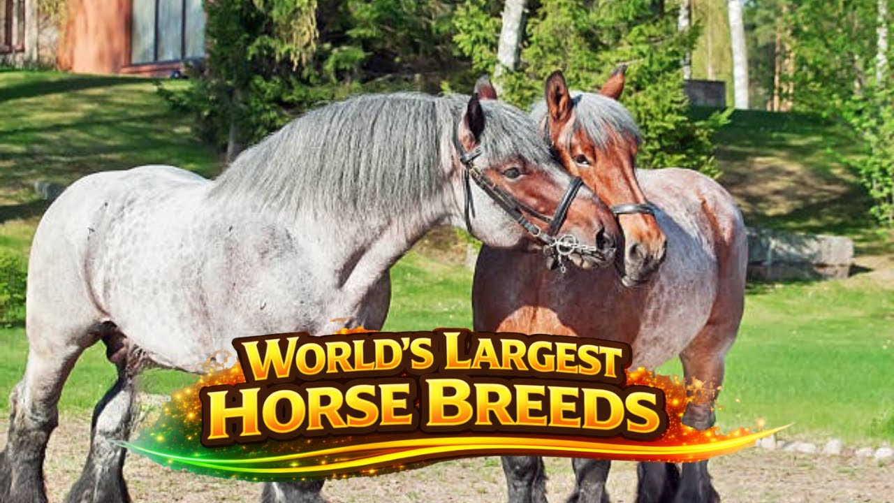 World’s Largest Horse Breeds: Giants of the Equine World Explained