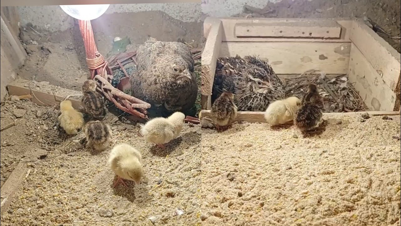 Bıldırcın Nasıl Gurk Olur ? Kuluçkalık Yer Hazırlama / Gurk Yapma Yöntemleri