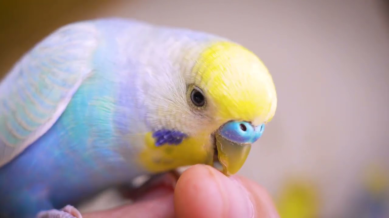 Excited Budgies Sing with Joy After Getting Their Nest Boxes!