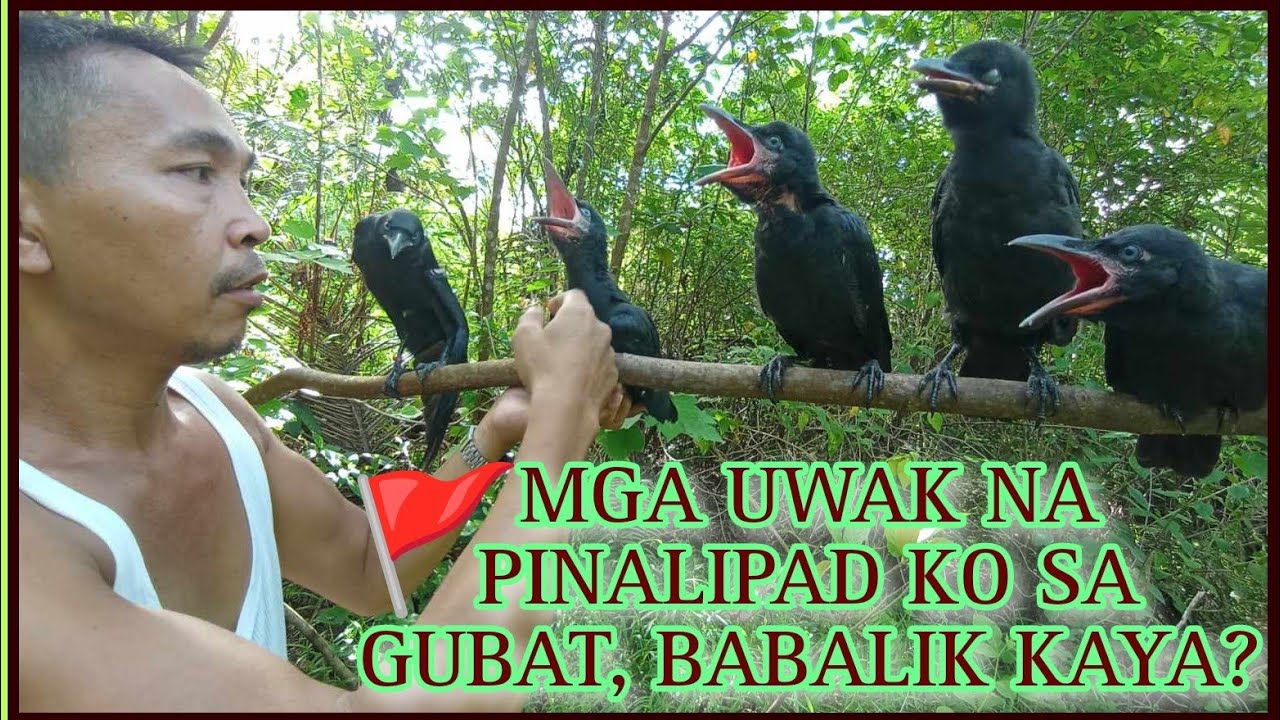 MGA UWAK KO NA PINALIPAD KO SA GUBAT, BABALIK KAYA?