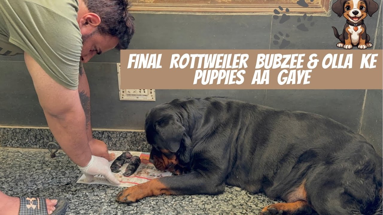 Finally Rottweiler Bubzee & Lady Ollie Ke Puppies Ki Delivery Ka Din Aa Gaya !!!