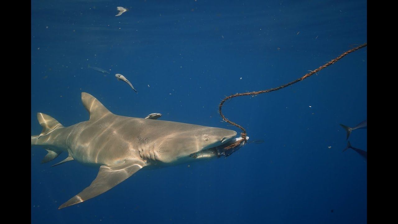 Swimming with sharks with Shark Addicts out of Jupiter Florida.