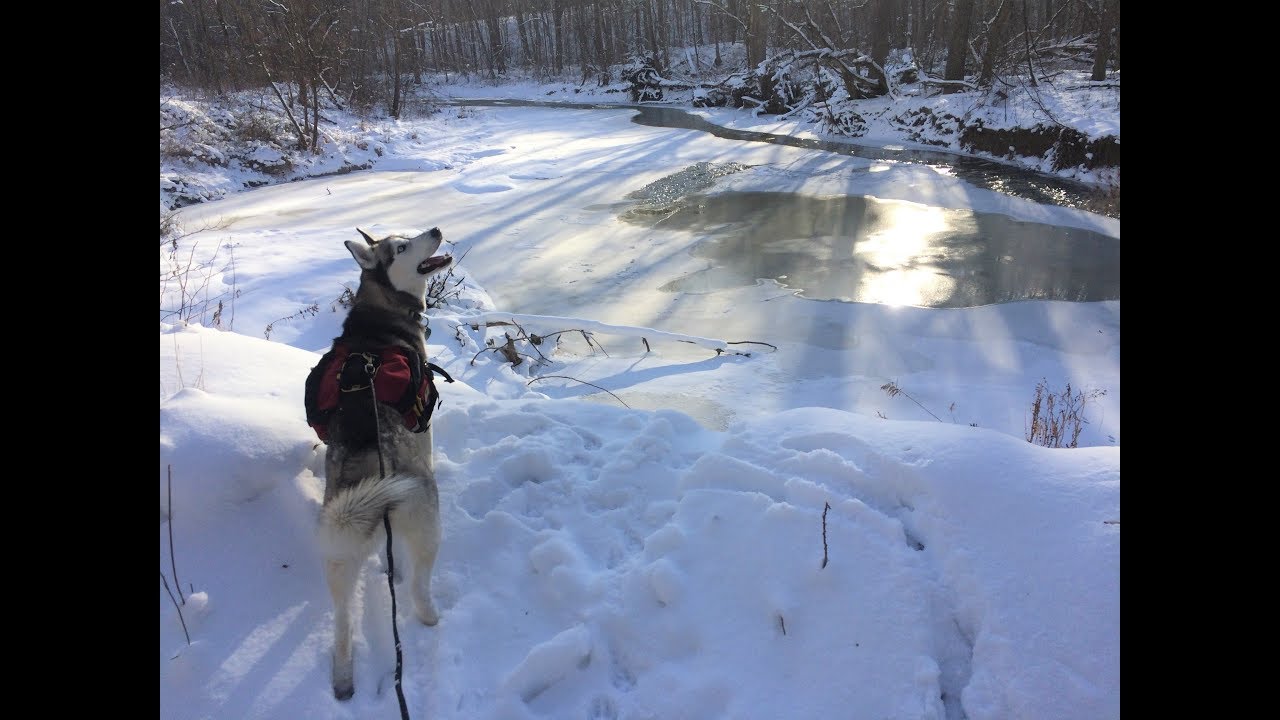 Year-round Adventures with your Dog: Skijoring, Bikejoring, Canicross, & Icejoring!