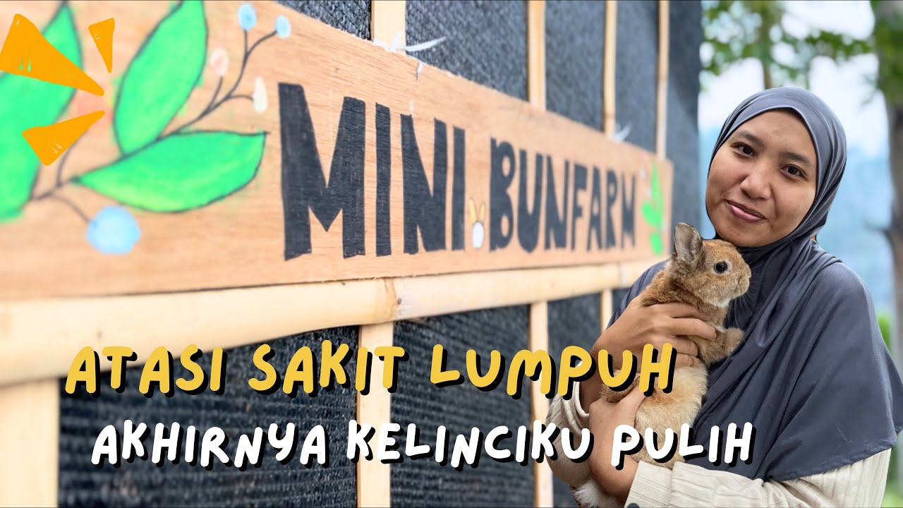 CARA AKU MENGHADAPI KELINCI KAKI LEMAS LUMPUH