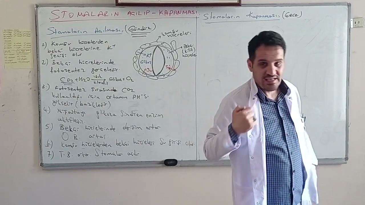 Bitki Fizyolojisi-13  (Stomalarin açılıp kapanması)