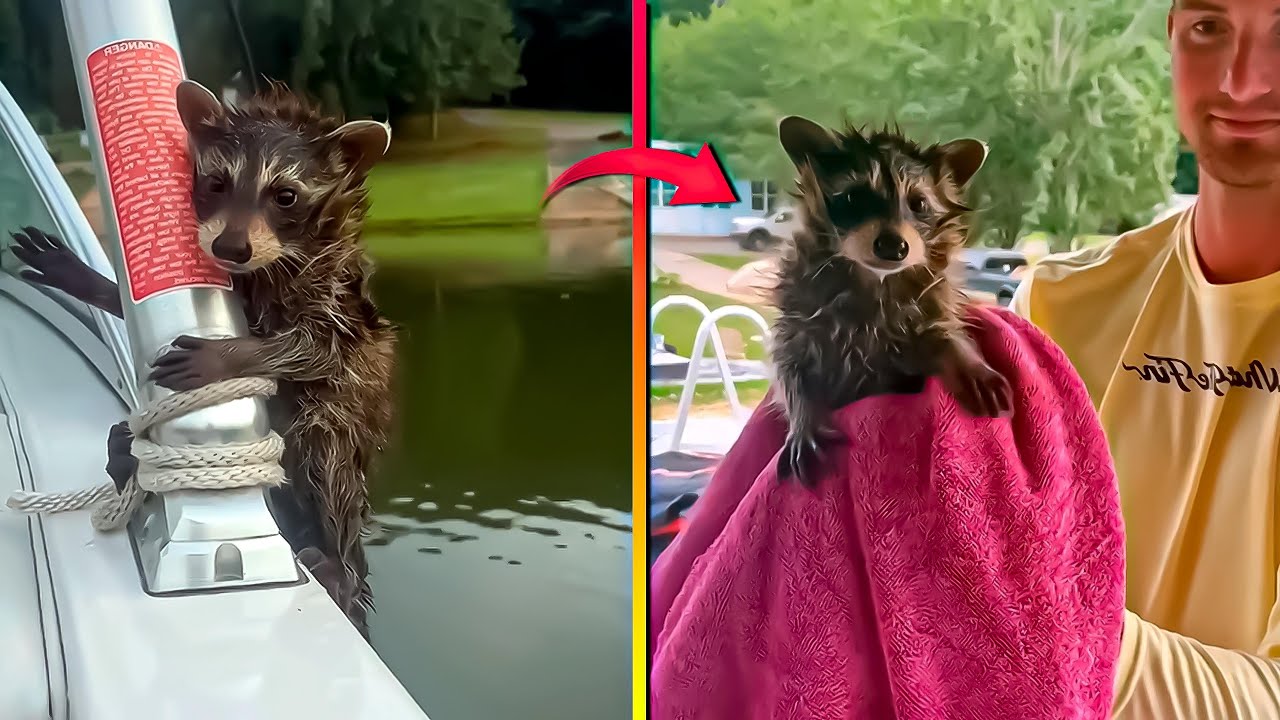 Un Mapache Beb&eacute; Pide Auxilio a un Hombre y &eacute;ste lo Salva 🦝&hearts;🙏