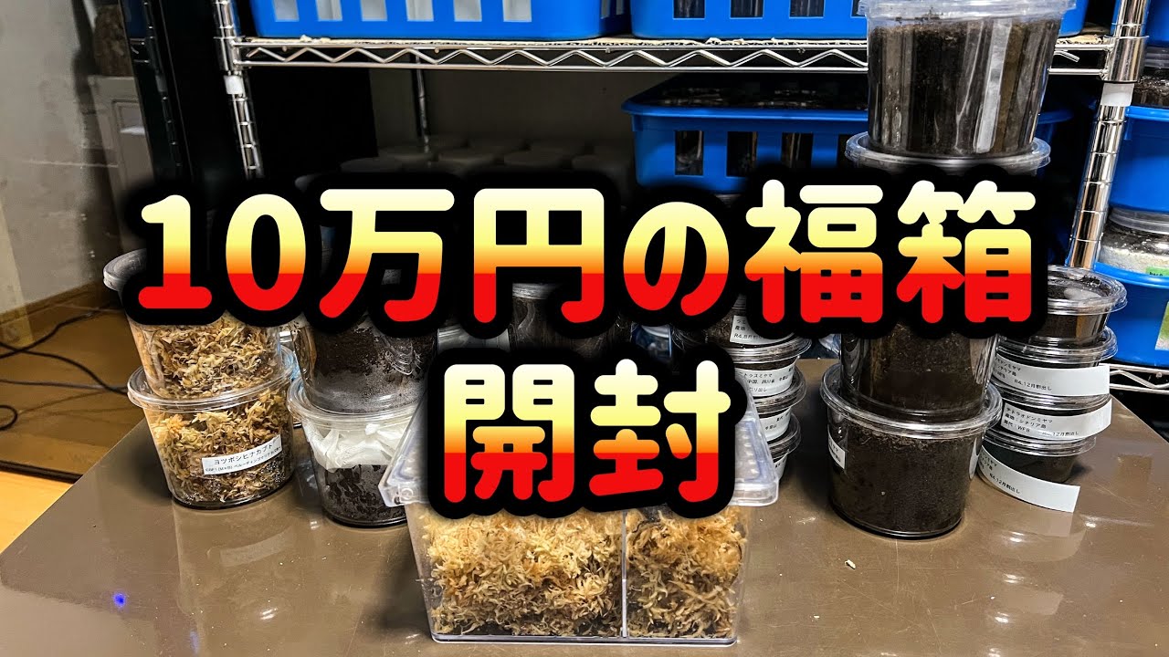 10種類以上のカブクワが入った豪華福箱を開封します！